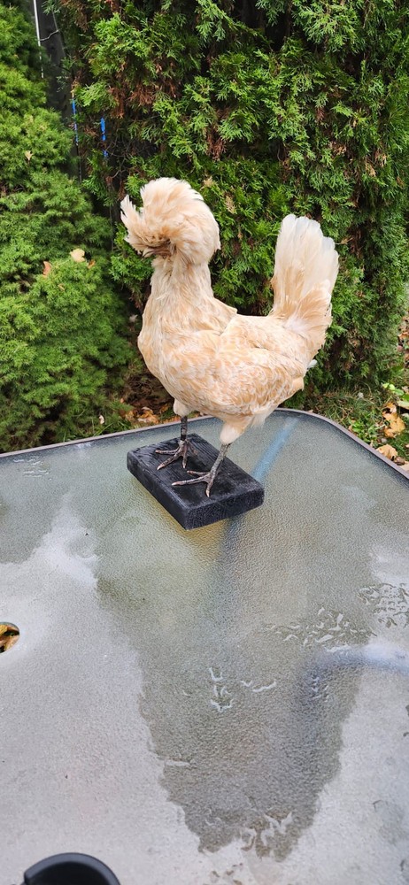 Chicken, Hen, Rooster Taxidermy
