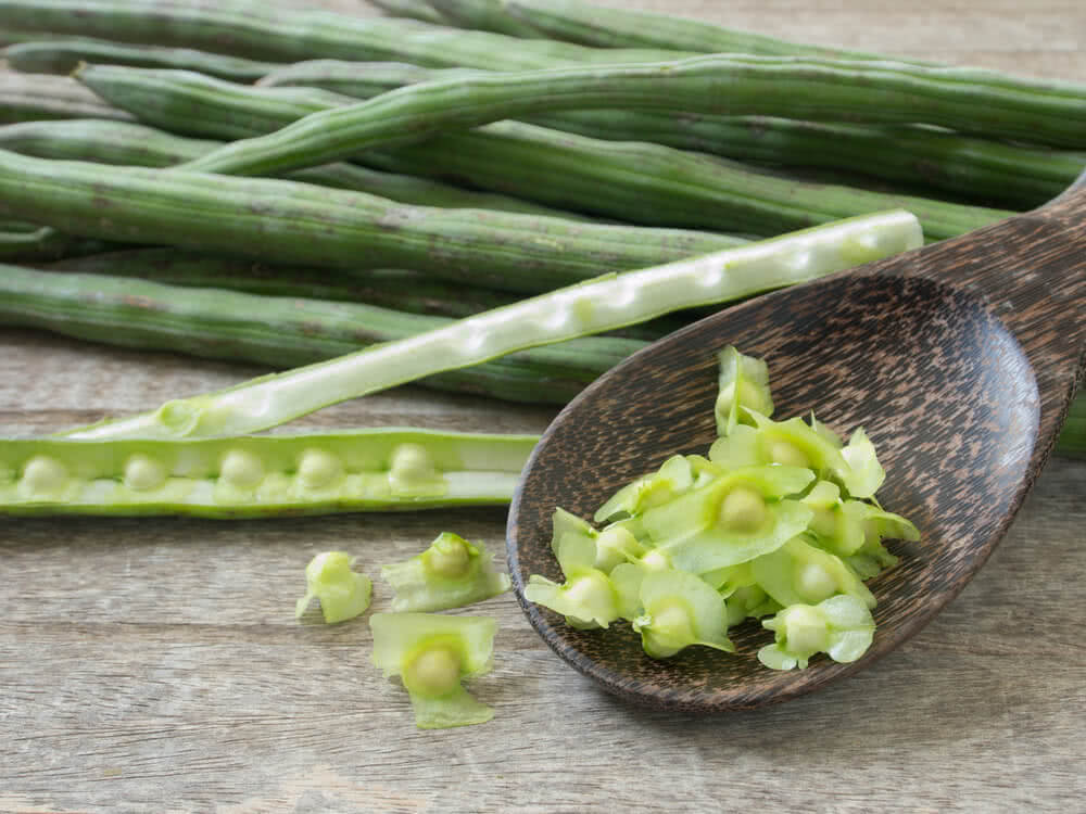 Moringa Seeds for Planting | Non-GMO Wingless from India Very Fresh | Bulk