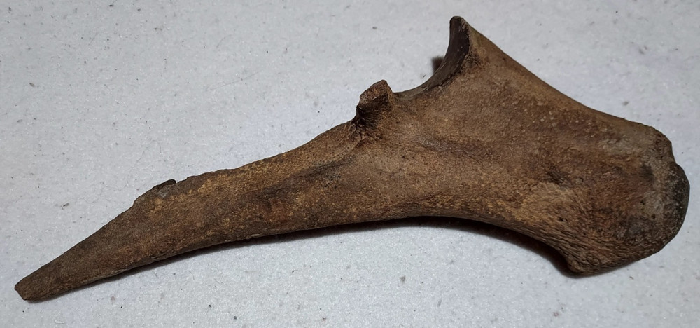 Ice Age Bison Left Ulna Bone Fossil