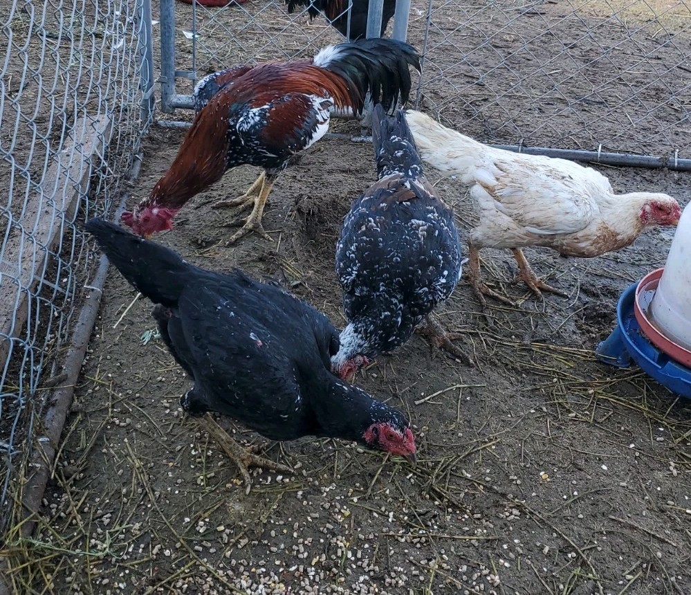 Thai Hatching Eggs 6 Total