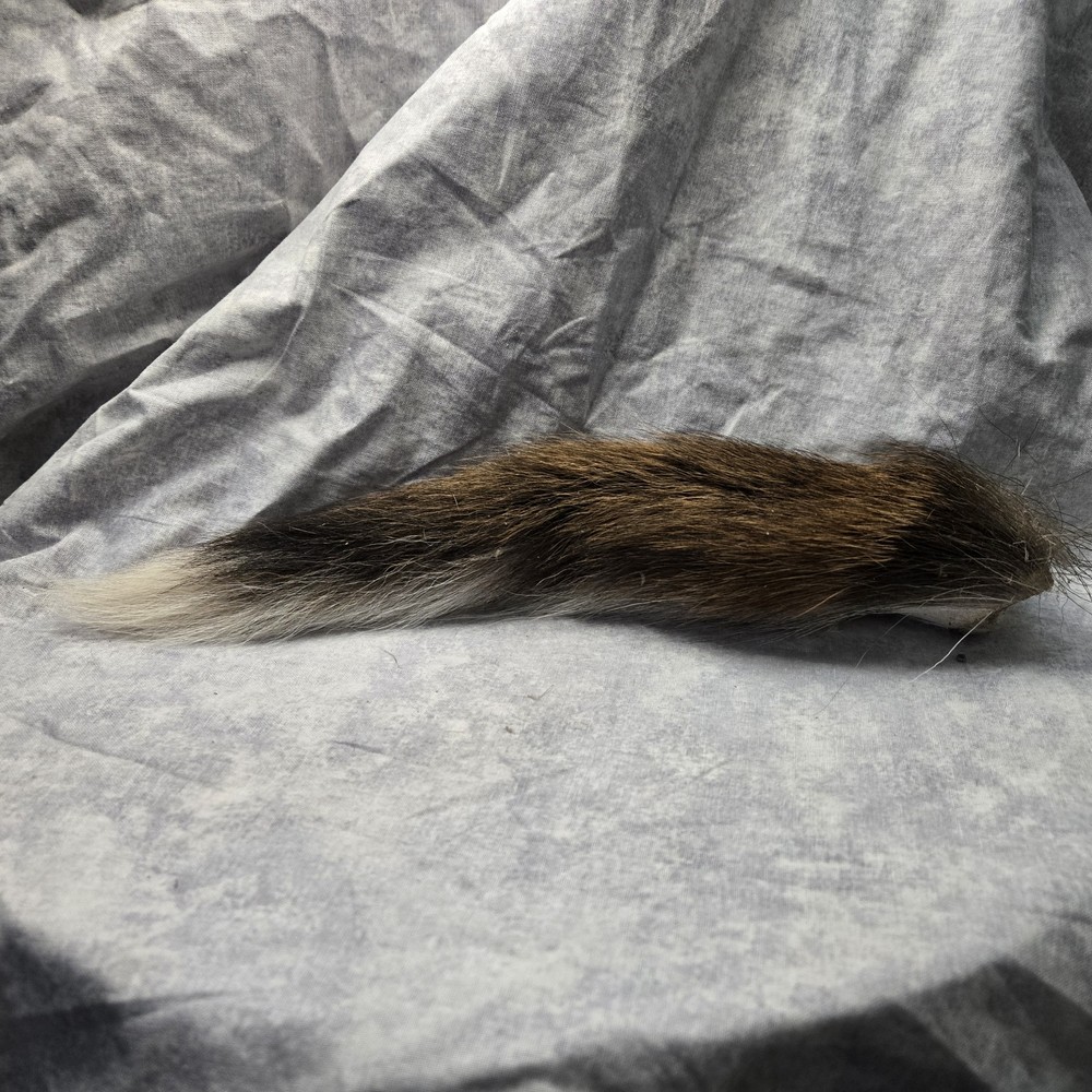 1 Dried Deer Tail