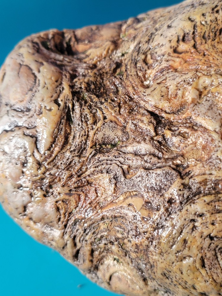 Chlorellopsis STRAMATOLITE  11 Pounds Bighorn Basin WYOMING Top Grade!