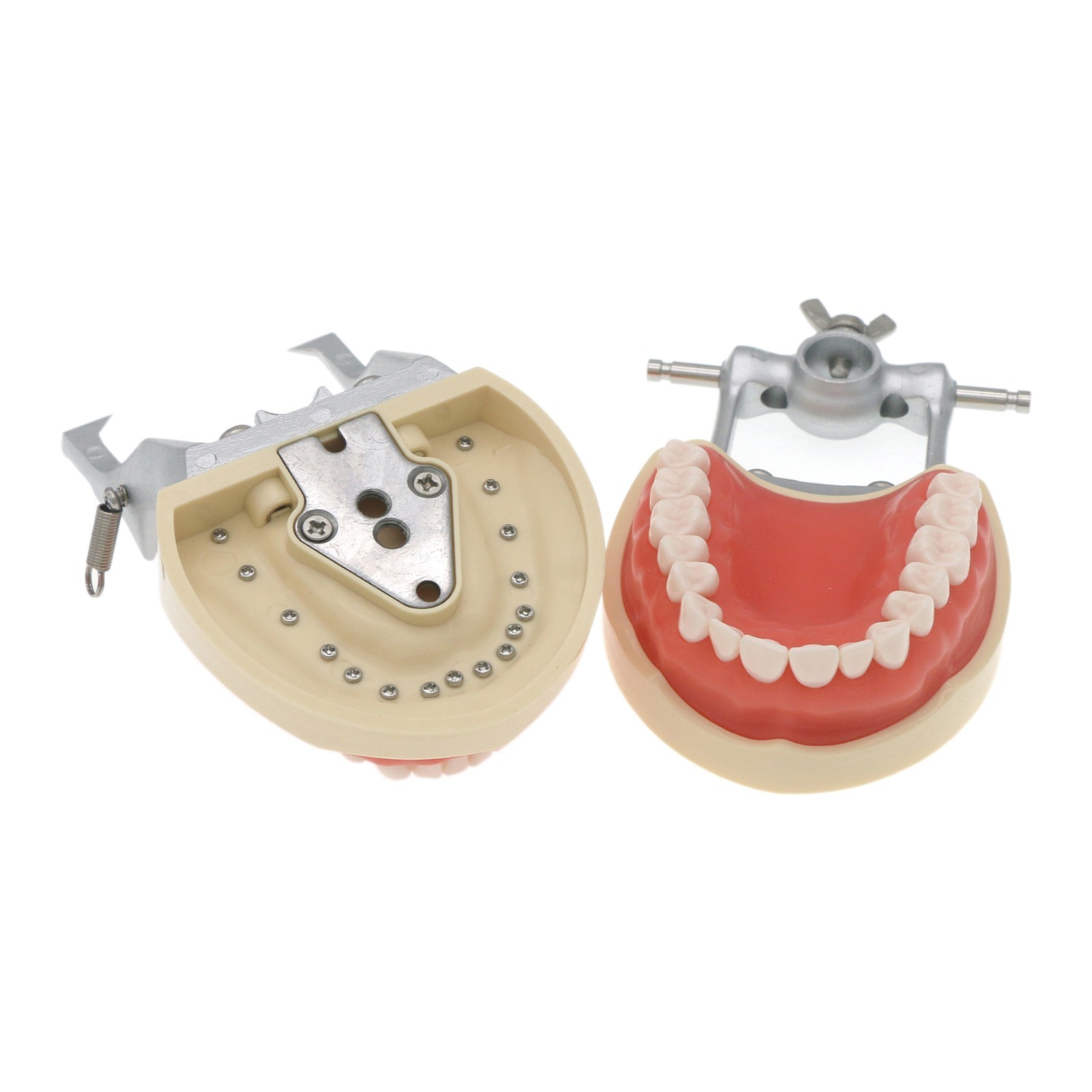 Kilgore Nissin 200 Type Dental Mounting Pole Typodont Model 32pc Removable Teeth