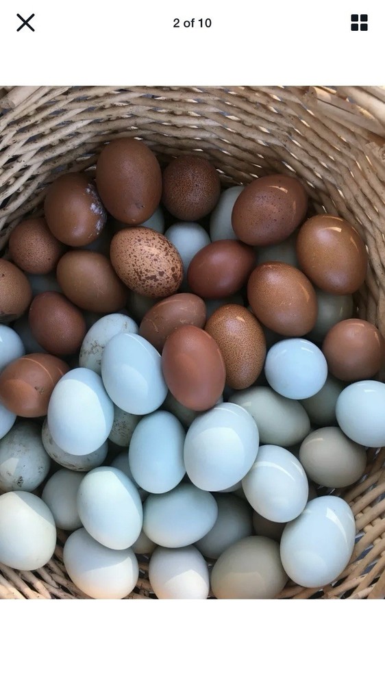 6 Lavender Ameraucana Hatching Eggs