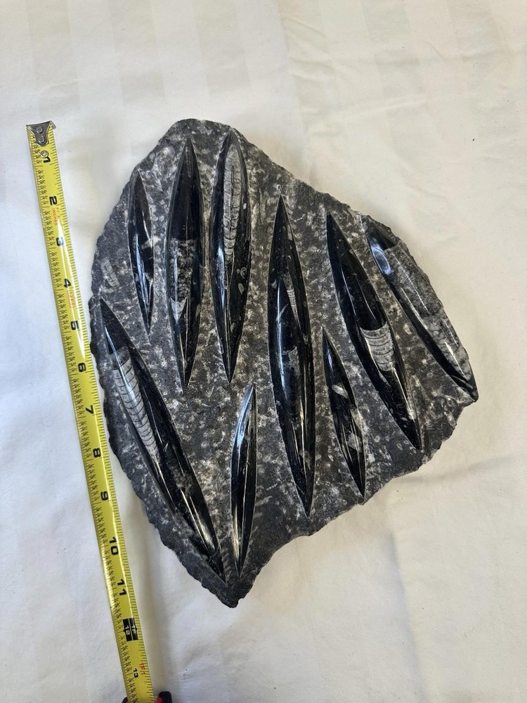 Fossilized Orthoceras Stone Slab - A Glimpse Into Ancient Seas