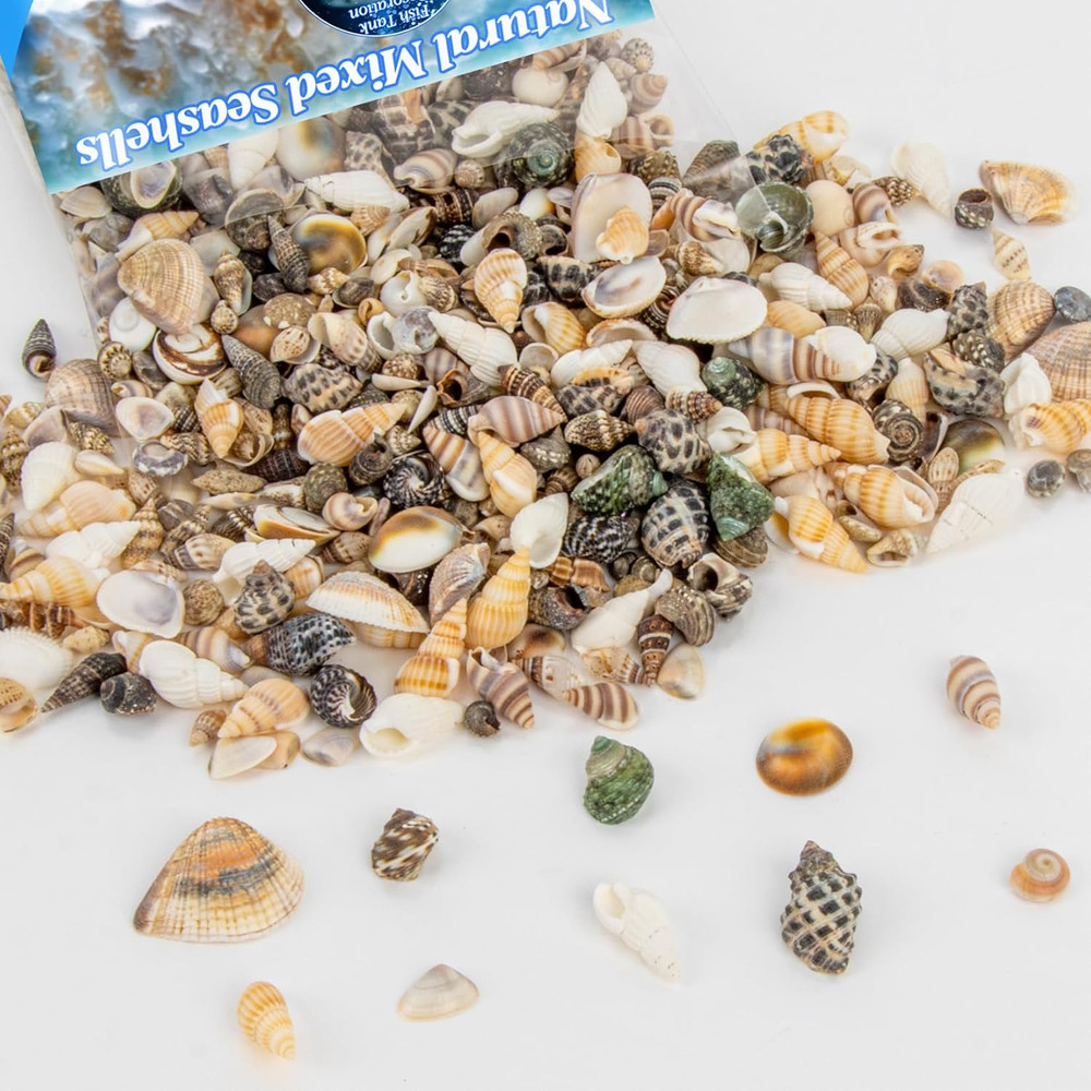 Tiny Seashells for Crafts - Small Sea Shells Mixed Ocean Beach Shells Bulk for H