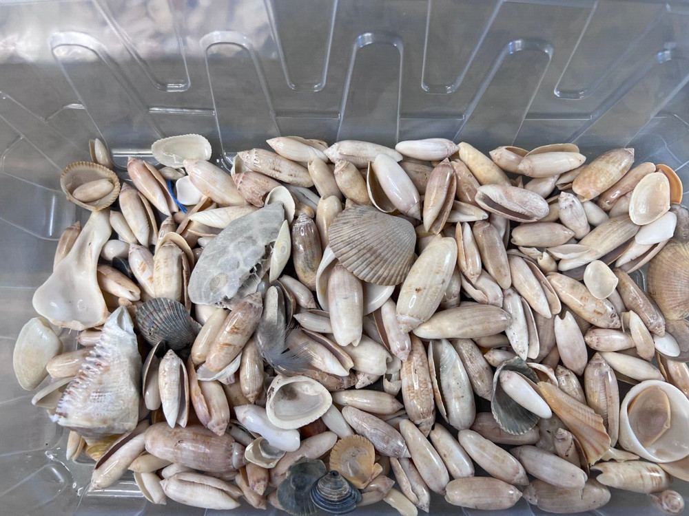 Ocean Beach Seashells Lot Collection Sea Shells Boho Decor Crafts