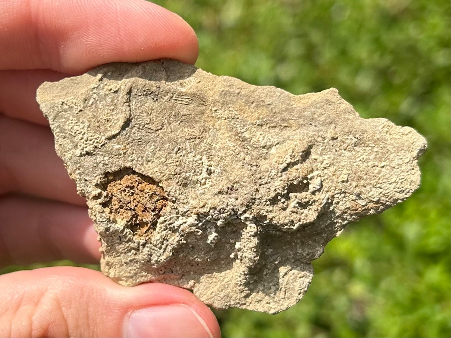 Alabama Fossil Starfish Cast Mississippian Age Bangor Limestone Formation