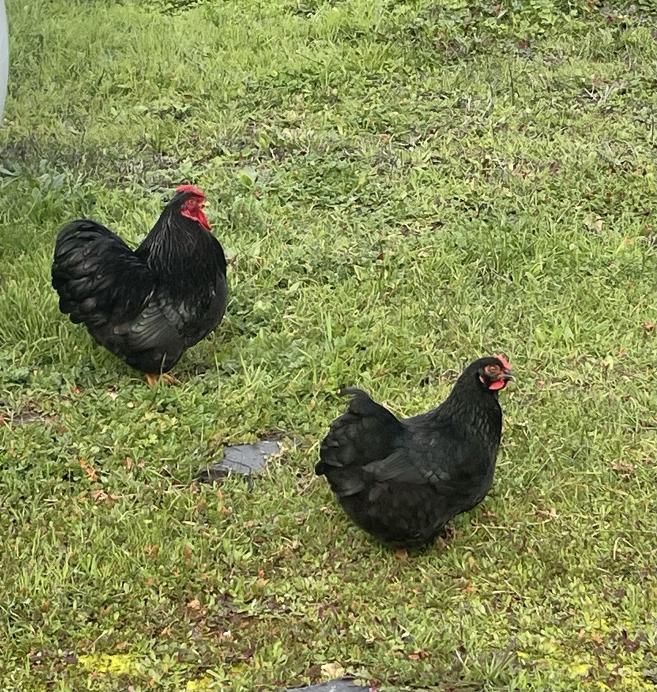 6+ Black Bantam Wyandotte Chicken Hatching Eggs