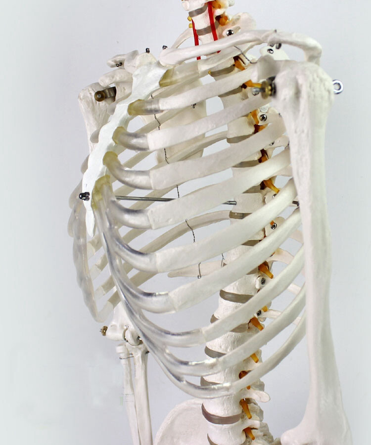 Education Model Anatomical Human Skeleton Nurse Training Display Teach Lab Study