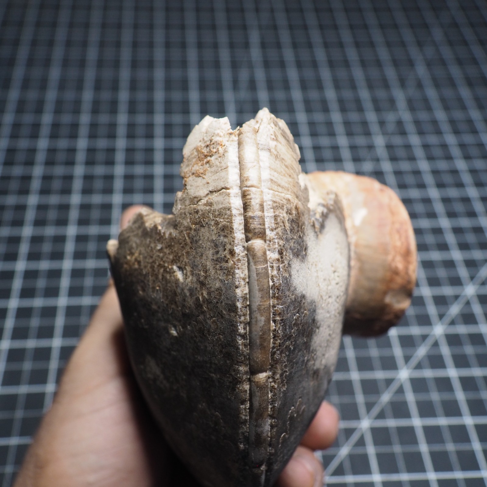 Study Specimen Choffaticeras Ammonite 155 mm 1.7 kg Fossil Siphuncle Cretaceous