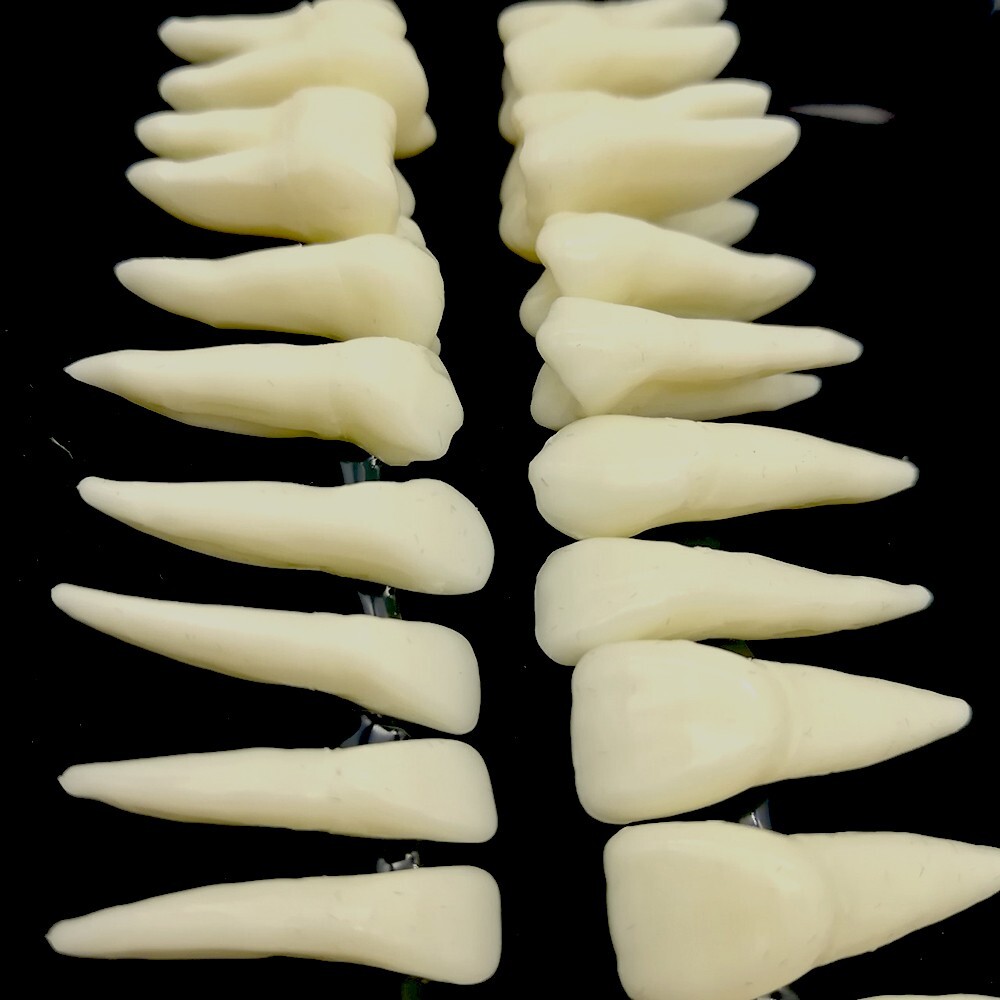 28* Resin Dental Permanent Teeth Model Discrete tooth model with root Simulation