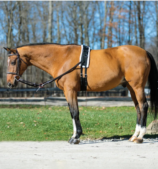 Fleece Lined Training Professional Surcingle for Horses