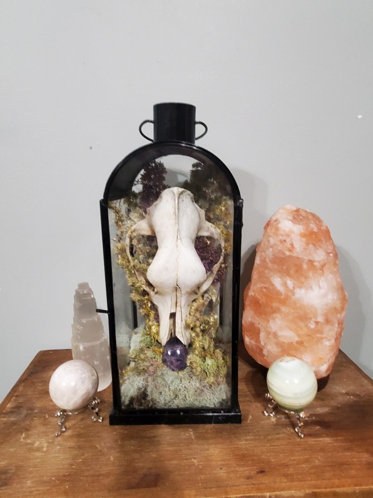 K9 skull English mount