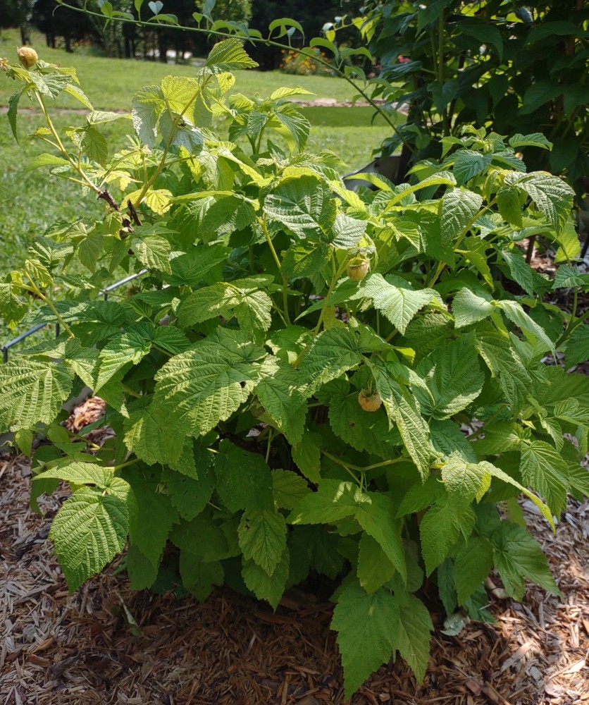 3 Fall Gold Raspberry Plant - Rubus idaeus - Starter Plug