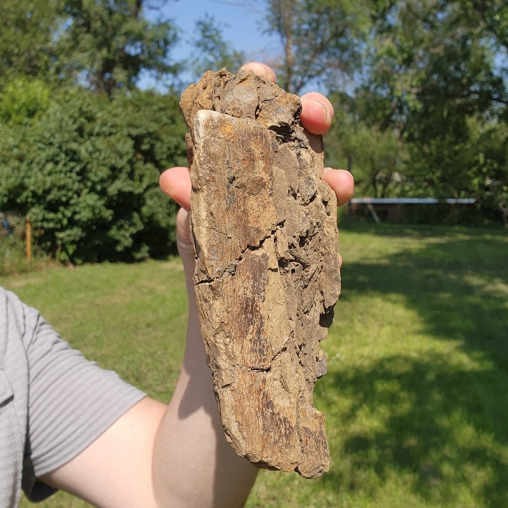 Dinosaur bone Section - Authentic Cretaceous Fossil - Hell Creek Formation