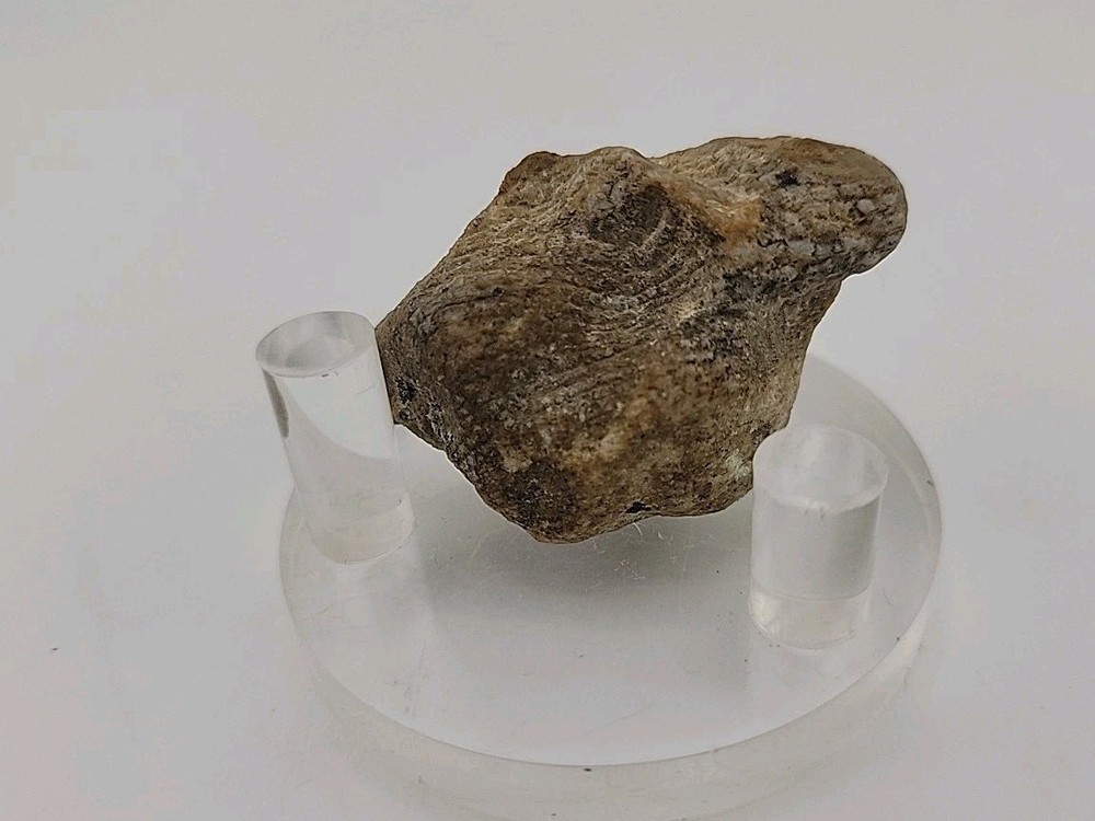 Real Permineralized Lizard 🦎 Egg Fossil