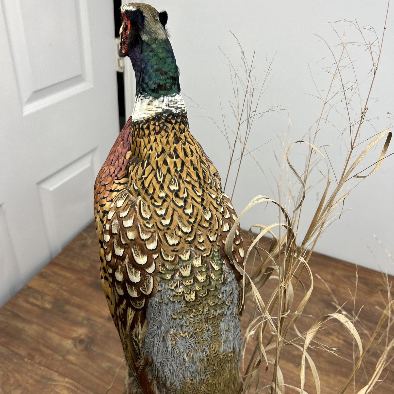 Ringneck Rooster Pheasant Taxidermy Standing Mount Habitat Base Foliage Wood