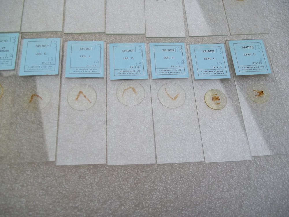 Vintage Glass Microscope Slides -