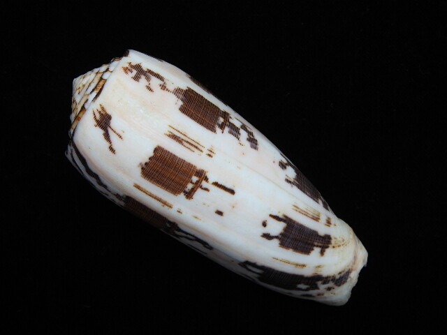Sea shell Conus striatus 115.2mm ID#6643