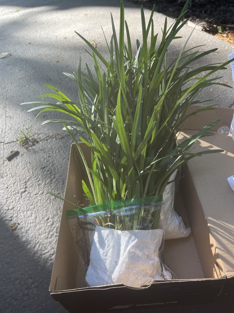 Monkey Grass, Big Blue, Clumping, Lirope Spicata 100 Bare Root Plants
