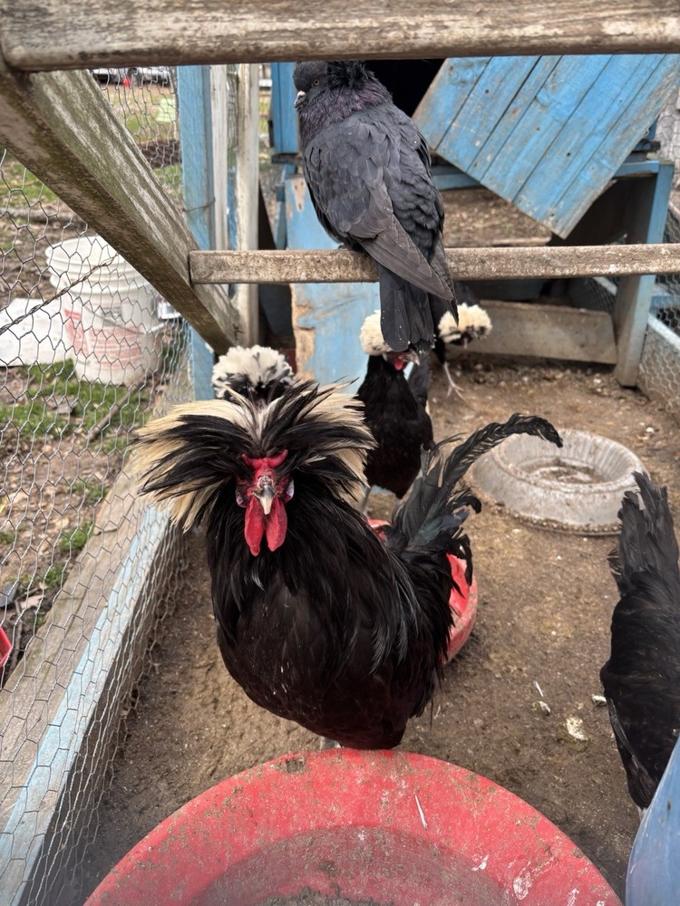 6 variety pack Polish Hatching Eggs (Read Description!!!)