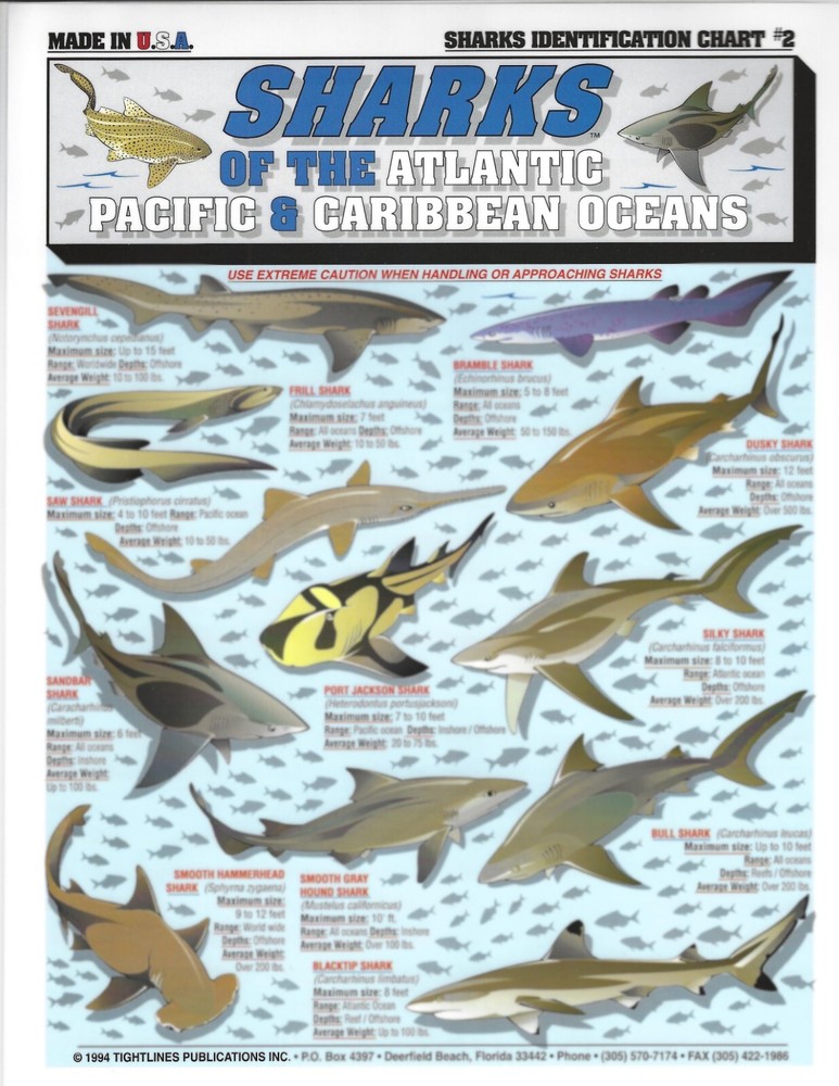 Shark Identification #2 - Quick Reference Guide