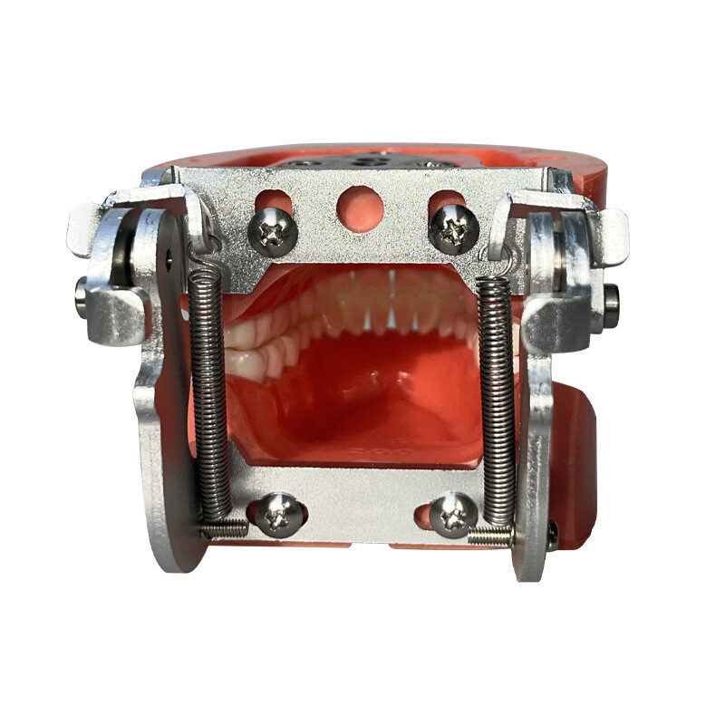 Dental 32PCS Teeth Model With Removable Teeth Training With a screwdriver