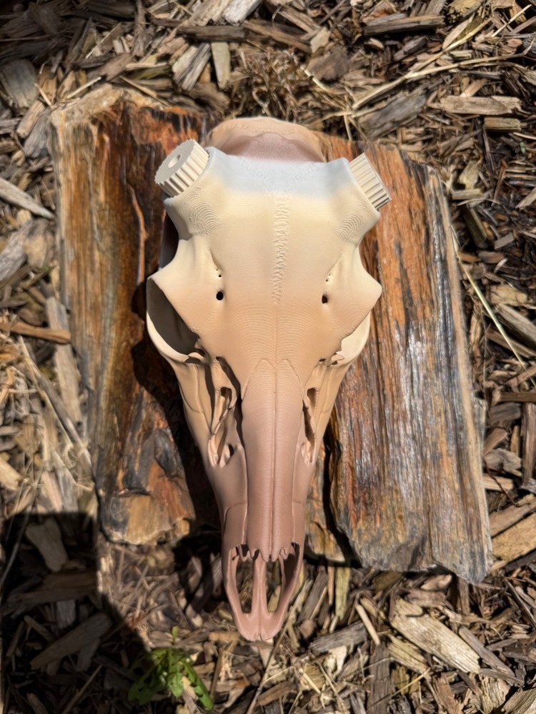 Large 3d printed whitetail deer skull Fossilized