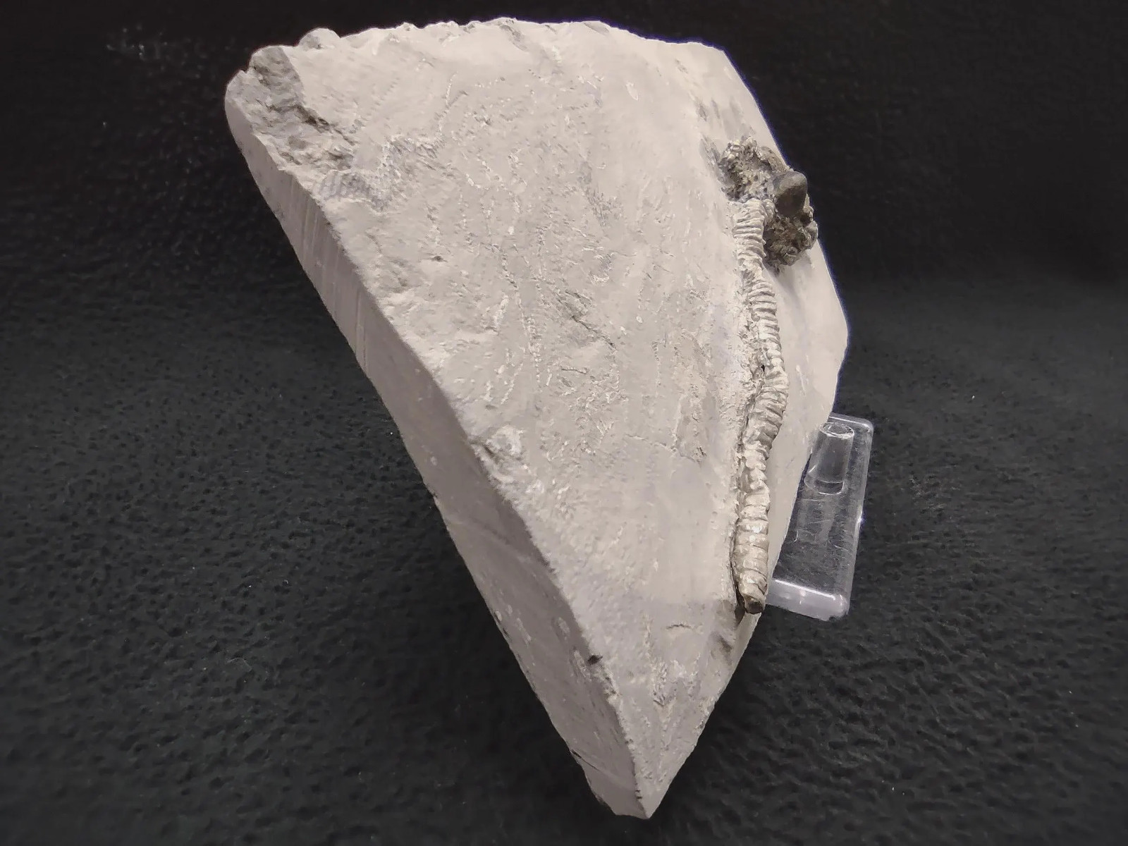 Gastropod on Fossil Crinoid, Crawfordsville, IN