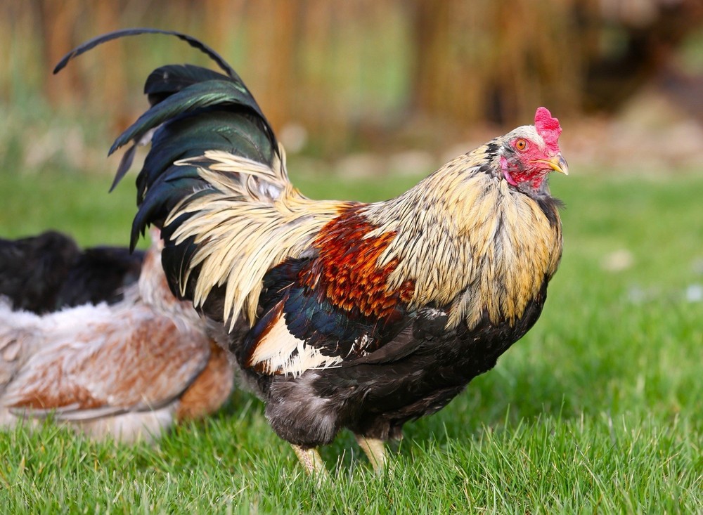 10++ NPIP Whiting True Blue Hatching Eggs - Read Description