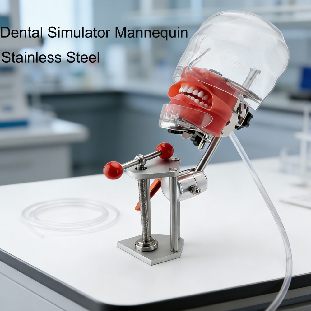 Dental Simulator Mannequin Head Teeth Model Teaching Practicing Head Mold US