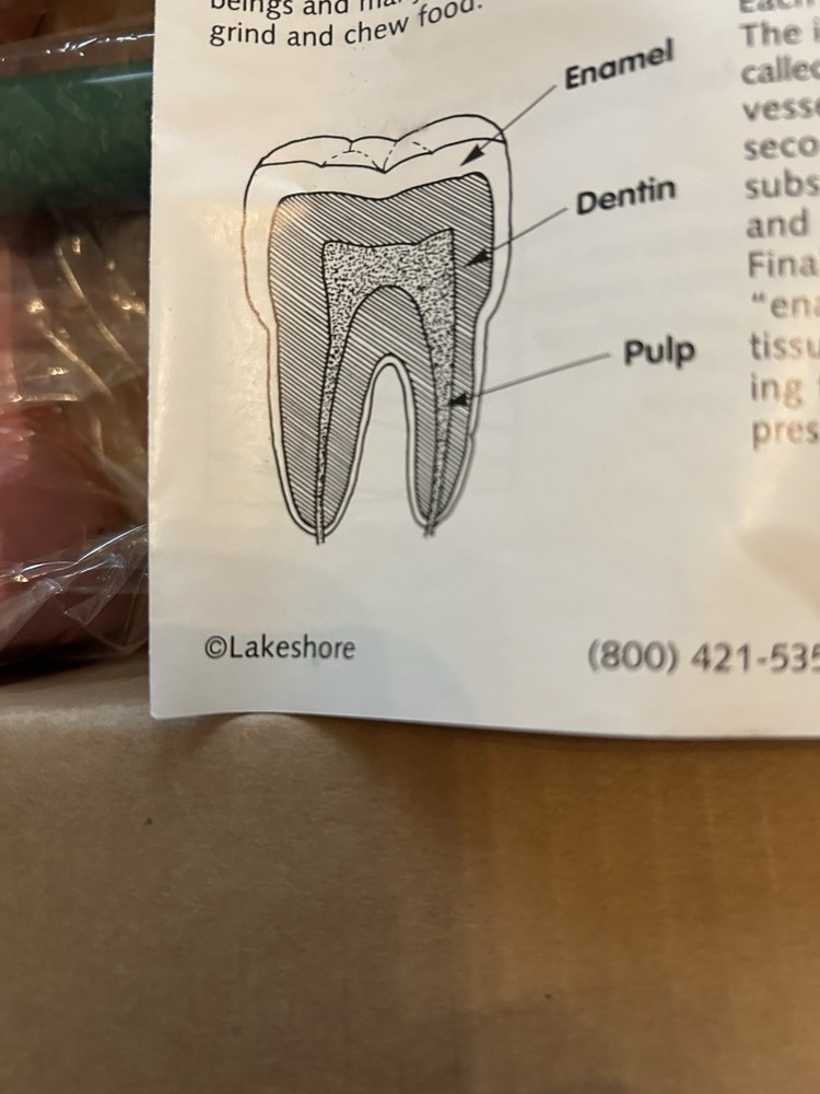 Oversized Dental Demonstration Model Includes Large Tooth Brush & Hinged Gums