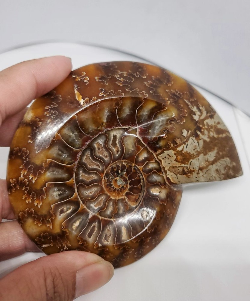 Ammonite Fossil Bowl Crystal 4 "