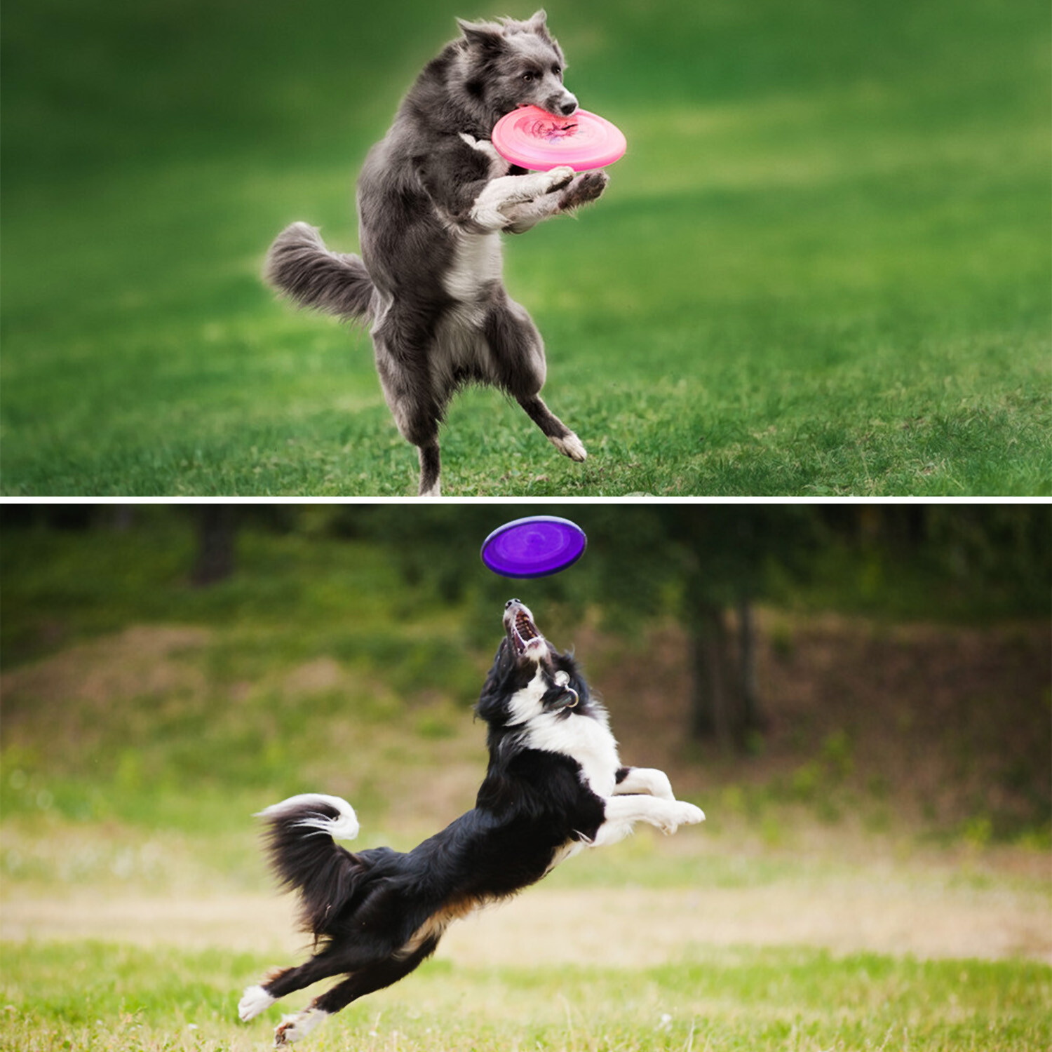 Dog Toy Flyer Flexible Durable Frisbee Disc LARGE Chew Fetch Toys
