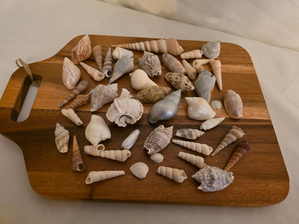 Ocean Seashell Lot - Estate Find