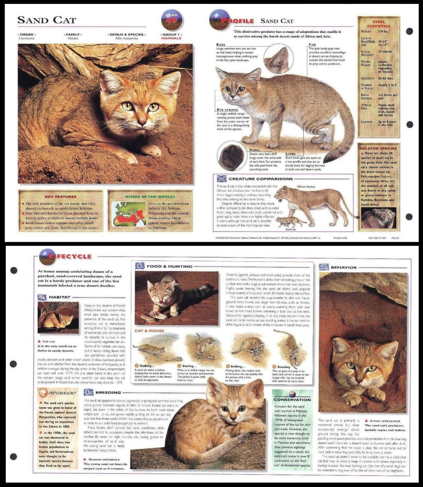 Fold-Out Sheet - Sand Cat - 49