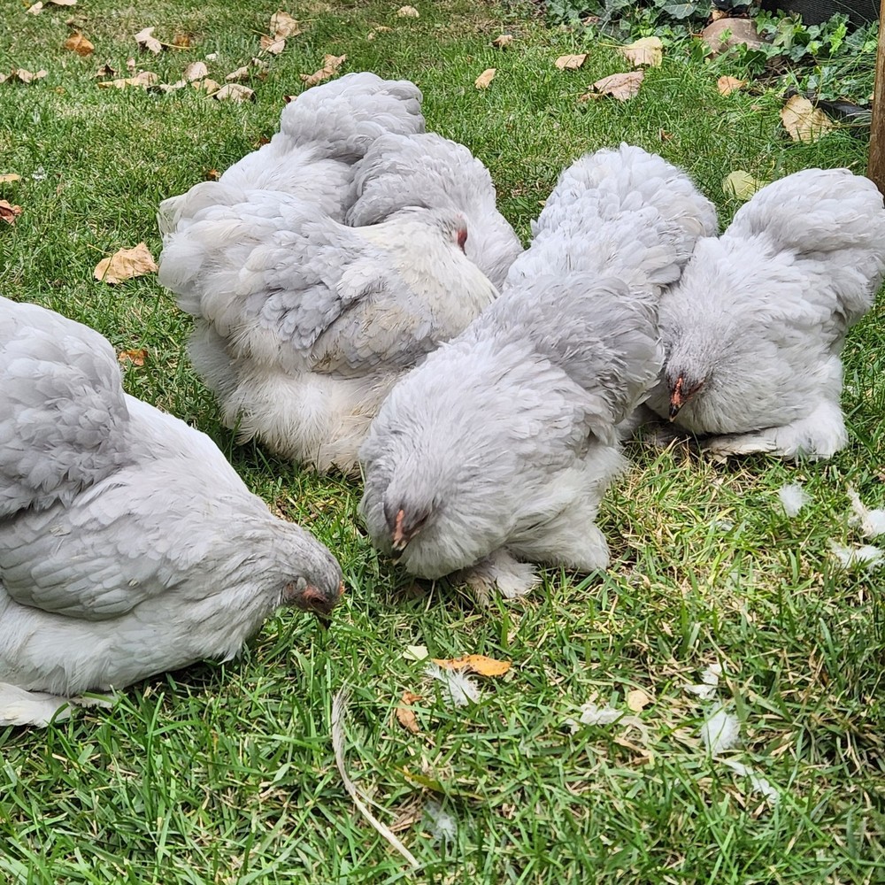 6+ Lavender (Self Blue) Bantam Cochin Hatching Eggs
