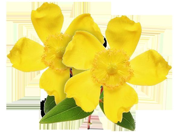 Leaf Extract - ST. JOHN'S WORT EXTRACT - Stress Help - mood support - 3 Bottles