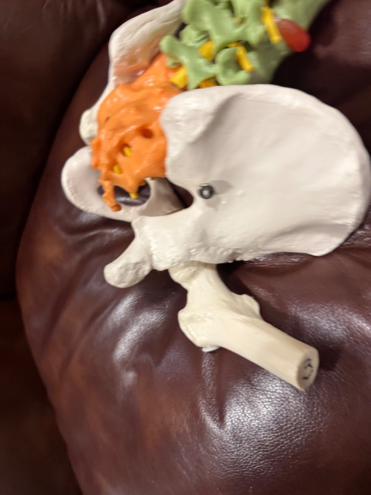 Didactic Flexible Spinal Column Anatomy Model-3B Scientific GmbH