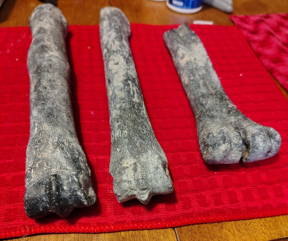 Deer Bone Fossils