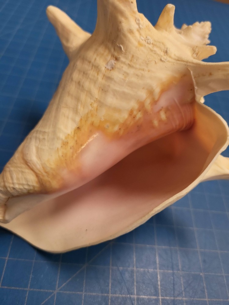 Large Knobbed Whelk Seashell Beach Coastal Decor Nautical Shell Specimen