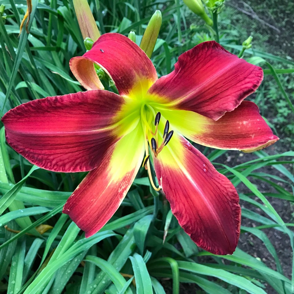 Assorted Daylilies, Mixed Daylilys, perennial's return every year multiplying