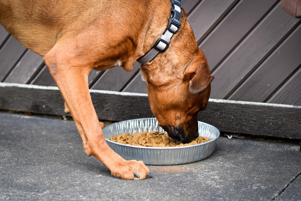 (2 pack) Bergan Galvanized Dog Pan