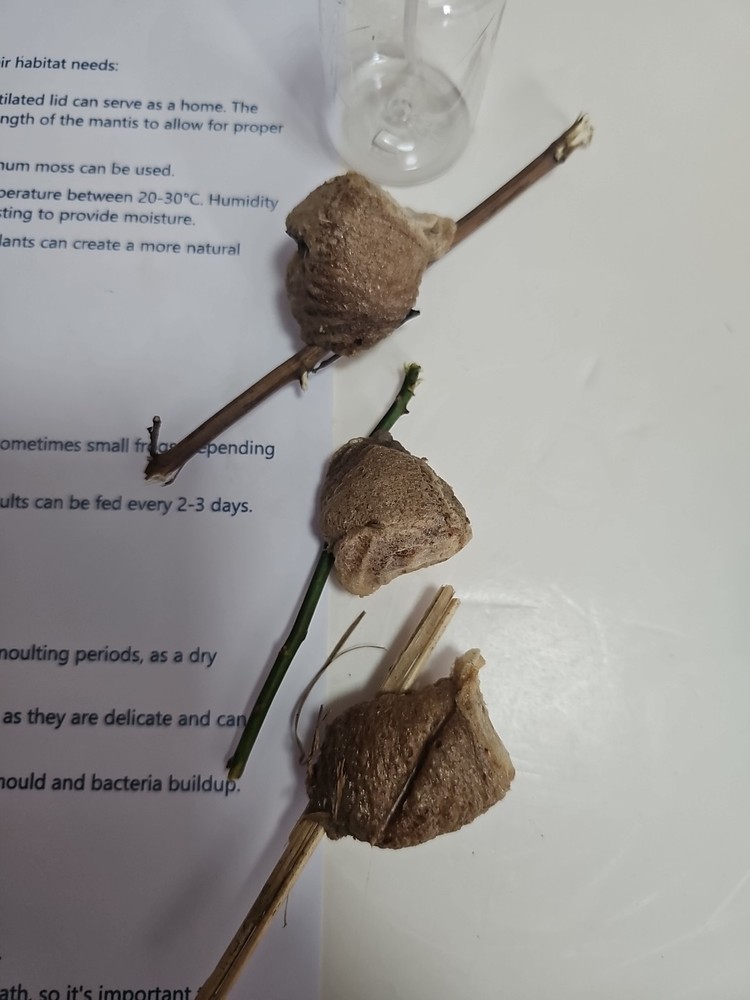 THREE PIECES LIVE PRAYING MANTIS EGG CASE OOTHECA FOR 2026 HATCHING