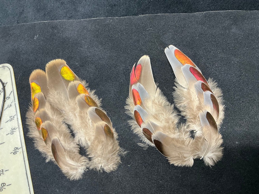 Fruit Pigeon feathers