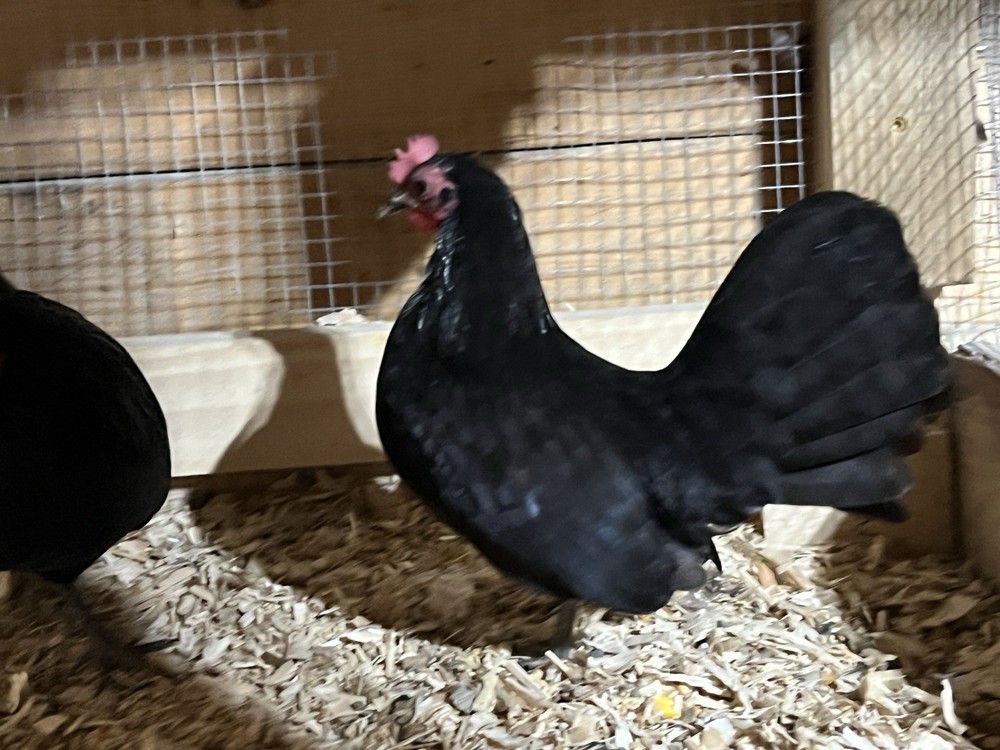 Black OEGB Hatching Eggs 10