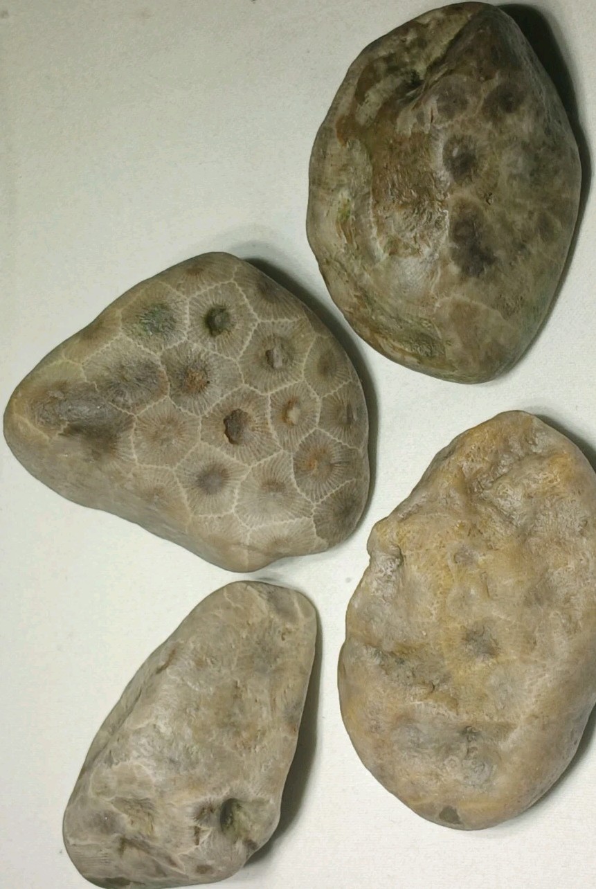 Natural Michigan Petoskey Stones • 4pc Unploshed • Great Lakes Fossil Coral
