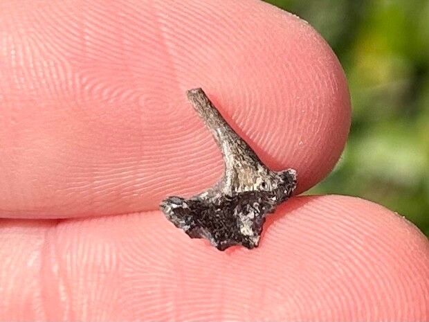 Fossil Fish Jaw Section Texas Cretaceous Age Ozan Formation