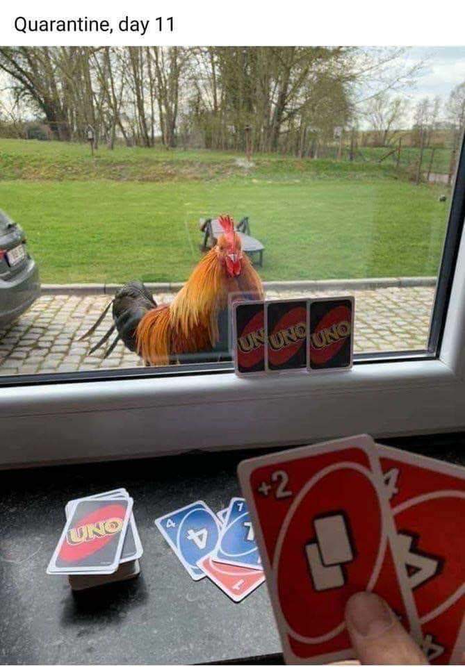 Funny Chicken refrigerator magnet  3 x 4 "